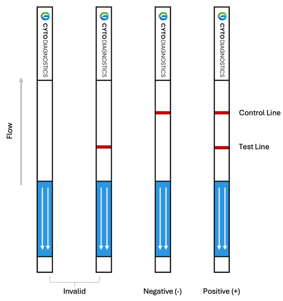 Rabbit IgG Fc Lateral Flow Dipstick Assay Kit