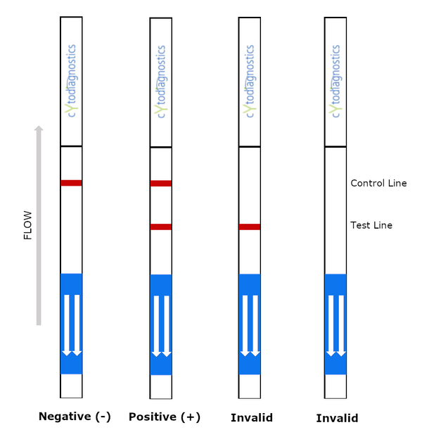 Human IgG Fc Lateral Flow Dipstick Assay Kit