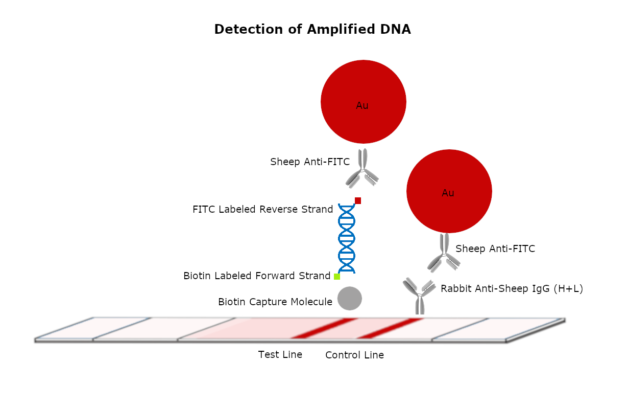 Universal Lateral Flow Assay | CytoGroup
